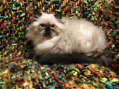 himalayan cats for sale near me